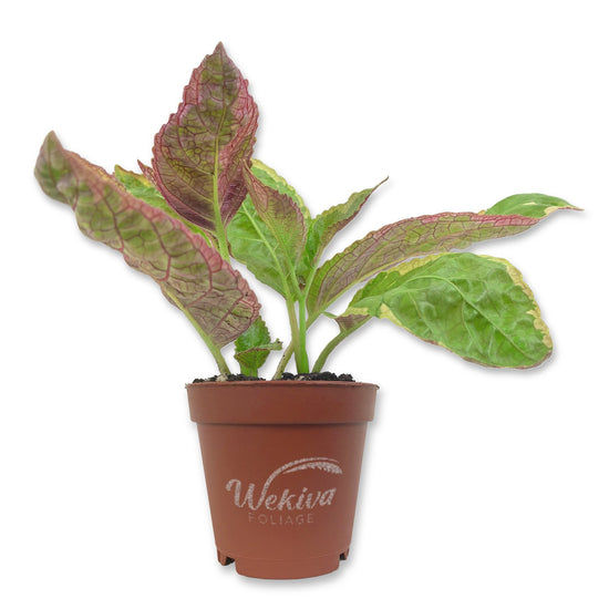 Snow White Waffle Plant - Live Starter Plants in 2 Inch Growers Pots - Hemigraphis Alternata &