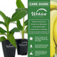 Banana Tree - 4 Live Starter Plants - Musa - Edible Fruit Bearing Tree for The Patio and Garden
