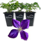 Clematis Jackmanii - Live Starter Plants in 2 Inch Growers Pots - Starter Plants Ready for The Garden - Beautiful Violet Purple Flowering Vine