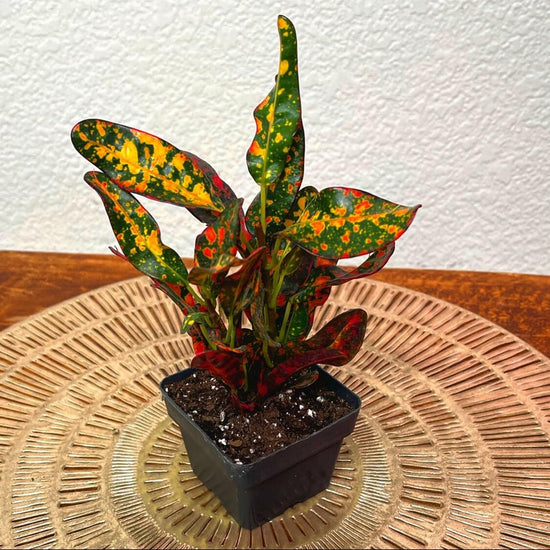 Croton Batik - Live Plants in 2 Inch Pots - Codiaeum Variegatum - Beautiful Easy Care Indoor Houseplant