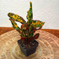 Croton Batik - Live Plants in 2 Inch Pots - Codiaeum Variegatum - Beautiful Easy Care Indoor Houseplant