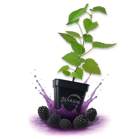 Dwarf Everbearing Mulberry Tree - Live Plants in 3 Inch Growers Pots - Morus - Edible Fruit Bearing Tree for The Patio and Garden