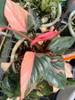 Pink Diamond Homalomena - 1 Live Plant in a 4 Inch Pot - Homalomena Aromatic - Extremely Rare Indoor Houseplant