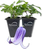 Clematis Roguchi - Live Starter Plants in 2 Inch Growers Pots - Starter Plants Ready for The Garden - Rare Clematis for Collectors