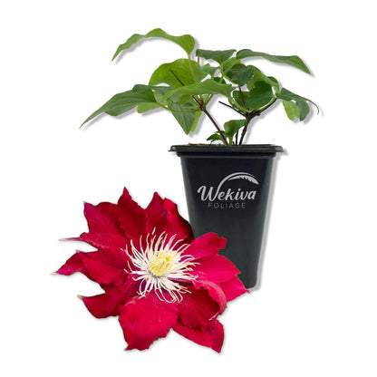 Clematis Elpis - Live Starter Plants - Bold Beautiful Climbing Red Flowering Vine