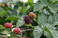Boysenberry - Live Starter Plants - Rubis Ursinus x Rubus Idaeus - Grow Your Own Fruit in The Garden or Patio