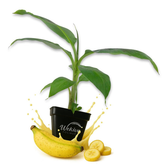Kokopo Banana Tree - Live Plants in 3 Inch Growers Pots - Musa Acuminata - Edible Fruit Bearing Tree for The Patio and Garden