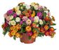 Confetti Lantana - 1 Live Plant in a 10 Inch Growers Pot - Lantana Camara - Compact Vibrant Multicolored Flowering Shrub