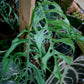 Colombia Monstera - 1 Live Plant in a 4 Inch Pot - Monstera Obliqua - Extremely Rare Indoor Houseplant