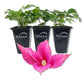 Clematis Princess Diana - Live Starter Plants in 2 Inch Growers Pots - Starter Plants Ready for The Garden - Rare Clematis for Collectors