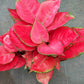 Aglaonema Lucky Red - Live Starter Plants - Aglaonema - Bold Beautiful Colorful Foliage Indoor Houseplant