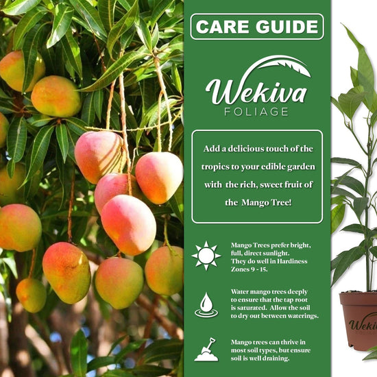 Mango Tree - Live Fruit Tree in a 4 Inch Pot - Mangifera Indica - Tropical Edible Fruit Bearing Tree