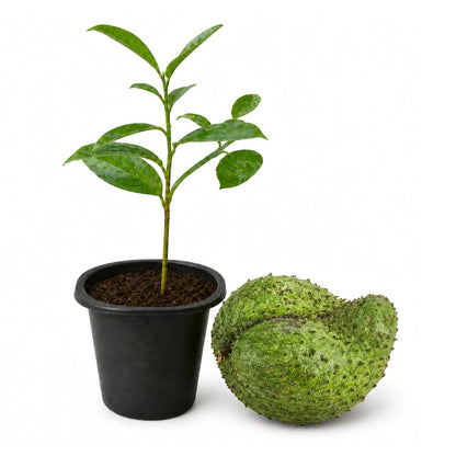 Soursop Tree - Live Starter Plants - Annona Muricata