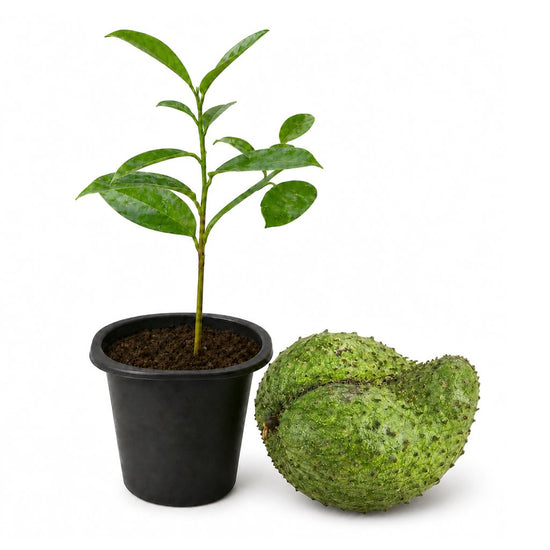 Soursop Tree - Live Starter Plants - Annona Muricata