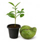 Soursop Tree - Live Starter Plants - Annona Muricata