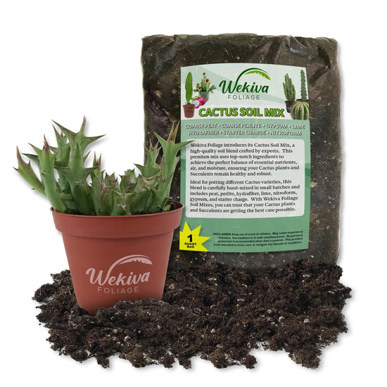 Caralluma Cactus and Soil Mix Combo - Live Plant in a 4 Inch Pot with 1 Quart Cactus Soil Mix - Caralluma fimbriata with Custom Soil Blend