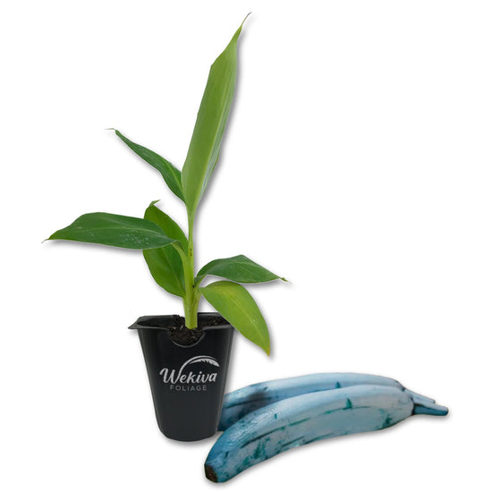 Ice Cream Banana Tree - Live Tissue Culture Starter Plant - Musa Acuminata x Balbisiana Blue Java - Edible Fruit Bearing Tree for The Patio and Garden