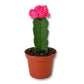 Puff Euphorbia Cactus - Live Starter Plants - Grafted Euphorbia Trigona - Colorful Architectural Crowned Cactus Succulent