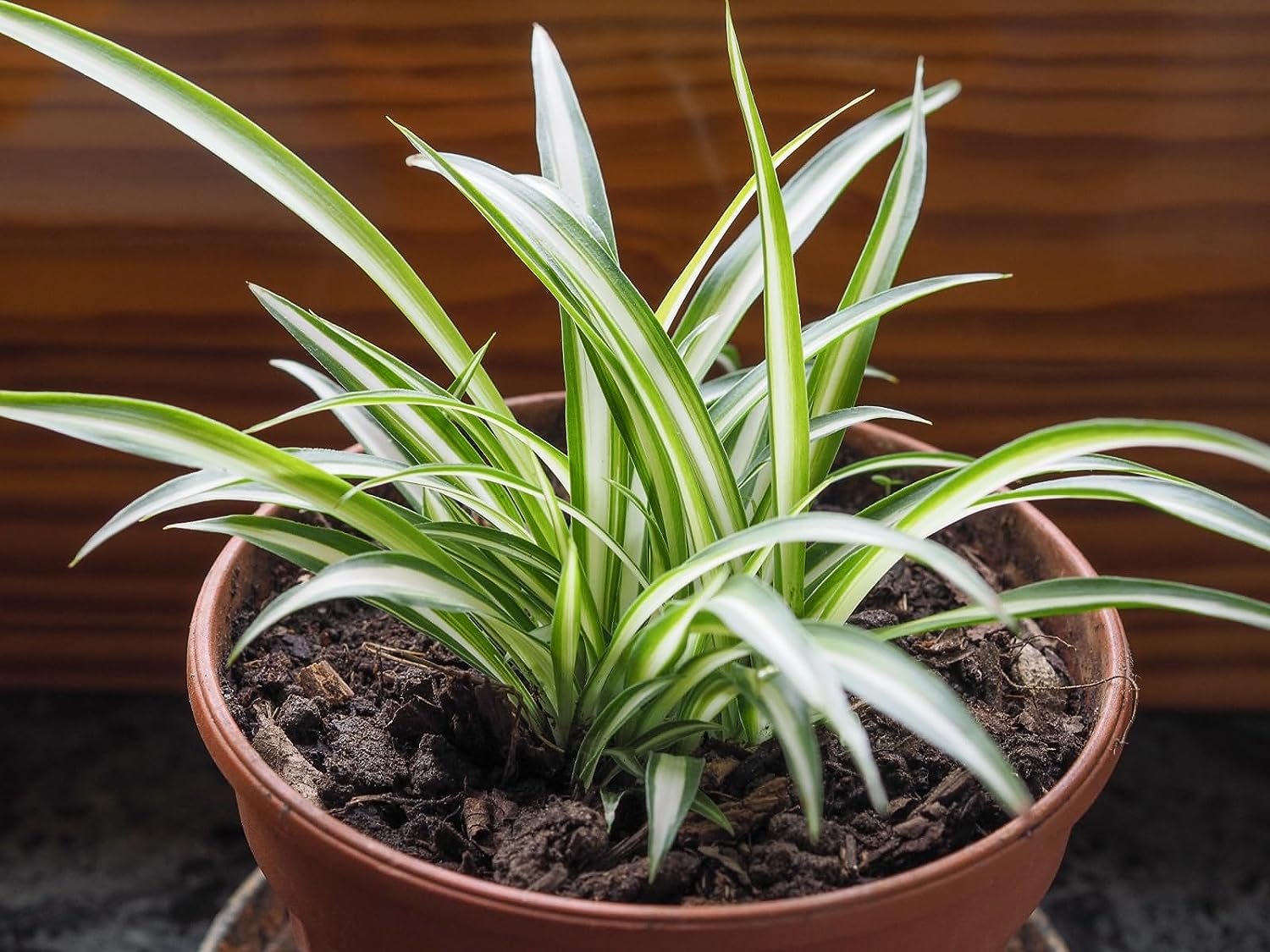 live spider plant near me Enchanting Spider Plant - Live Starter Plants in 2 Inch Pots