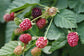 Boysenberry - Live Starter Plants - Rubis Ursinus x Rubus Idaeus - Grow Your Own Fruit in The Garden or Patio