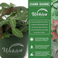 Fittonia Nerve Plant - Live Plants in 3 Inch Growers Pots - Fittonia Albivenis - Compact Colorful Tropical Beauty Mosaic Foliage