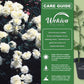 Prosperity Rose Bush - Live Starter Plants in 2 Inch Growers Pots - Beautifully Fragrant Hybrid Tea Rose - A Versatile Beauty with Large Blooms