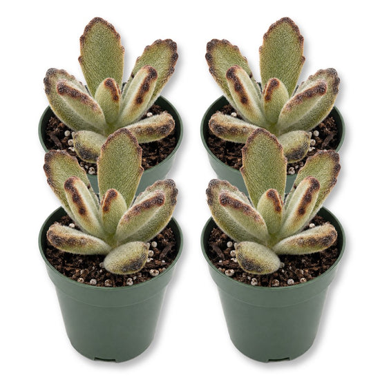 Kalanchoe Teddy - Live Starter Plants - Kalanchoe Tomentosa &