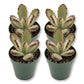 Kalanchoe Teddy - Live Starter Plants - Kalanchoe Tomentosa &