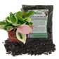 Hoya Albo Carnosa and Soil Mix Combo - Live Plant in a 4 Inch Pot with 1 Quart HousePlant Soil Mix - Hoya Carnosa &
