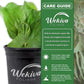 Staghorn Fern - Live Plant in a 6 Inch Pot - Platycerium Bifurcatum - Extremely Rare and Exotic Ferns from Florida