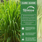 Lemongrass Plant - Live Plants in 1 Gallon Growers Pots - Cymbopogon Citratus - Beautiful and Decorative Edible Herb for Patio and Garden