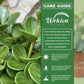Peperomia Hope Plant - Trailing Jade - Live Starter Plants - Peperomia Tetraphylla - Compact Cascading Easy Care Smooth Foliage Houseplant