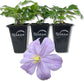 Clematis Prince Charles - Live Starter Plants in 2 Inch Growers Pots - Starter Plants Ready for The Garden - Rare Clematis for Collectors