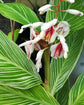 Pinstripe Ginger - Live Starter Plants - Alpinia Formosana- Bold Tall Layered Striking Outdoor
