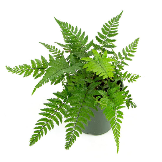 Korean Rock Fern - Live Plant in a 6 Inch Grower&