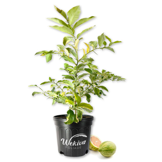 Variegated Pink Lemon Tree - Live Plants in 2 Gallon Pots - Florida Only - Fruit Bearing Citrus for Patio and Garden