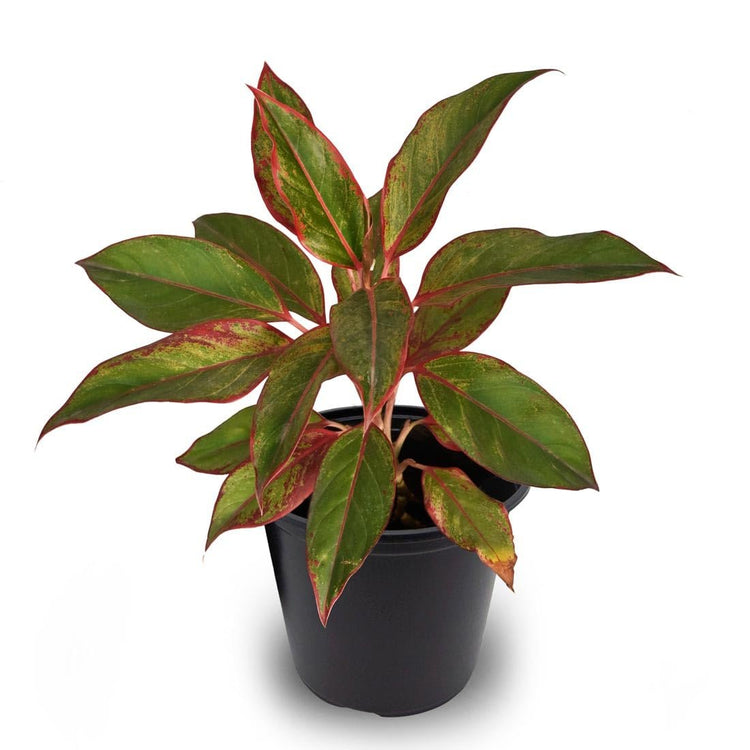 aglaonema siam aurora purchase Aurora Siam Red - Live Plant in a 4 Inch Pot - Aglaonema Siam Aurora