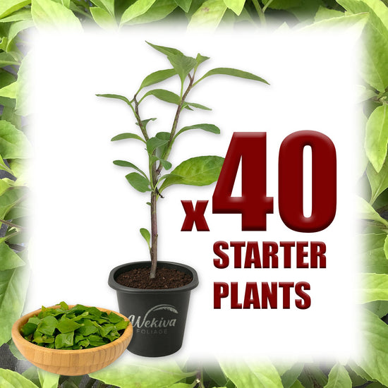 Longevity Spinach - Live Starter Plants - Gynura Procumbens - Grow Your Own Vegetables and Fruit in The Garden or Patio