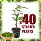 Longevity Spinach - Live Starter Plants - Gynura Procumbens - Grow Your Own Vegetables and Fruit in The Garden or Patio
