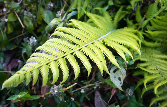 Southern Shield Fern - Live Plant in a 6 Inch Grower&