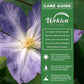 Clematis Diana&
