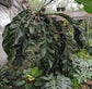 Big Bill Anthurium - Live Starter Plants - Anthurium Pendulifolium x Cubense - Striking Indoor Outdoor Plant