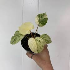 Sno White Homalomena - 1 Live Plant in a 4 Inch Pot - Homalomena Occulta Variegata - Extremely Rare Variegated Indoor Houseplant