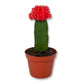 Puff Euphorbia Cactus - Live Starter Plants - Grafted Euphorbia Trigona - Colorful Architectural Crowned Cactus Succulent
