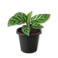Calathea Freddie - Live Starter Plants - Calathea Concinna - Elegant Lance Shaped Striped Foliage Houseplant
