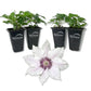 Clematis Snow Queen - Live Starter Plants in 2 Inch Growers Pots - Starter Plants Ready for The Garden - Rare Clematis for Collectors