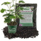 Variegated Balfour Aralia and Soil Mix Combo - Live Plant in a 4 Inch Pot with 1 Quart HousePlant Soil Mix - Polyscias Scutellaria with Custom Soil Blend