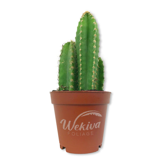 Fairy Castle Cactus - Live Starter Plants - Cereus Tetragonus - Beautiful Indoor Outdoor Cacti Succulent Houseplant