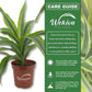 Dracaena Lemon Lime - Live Plant in a 4 Inch Growers Pot - Dracaena Warneckii "Lemon Lime" - Beautiful Indoor Air Purifying Houseplant