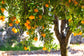 Hamlin Orange Tree - Live Plants in 1 Gallon Pots - Florida Only - Cannot Ship Out of Florida - Beautiful Fruit Tree for Patio and Garden